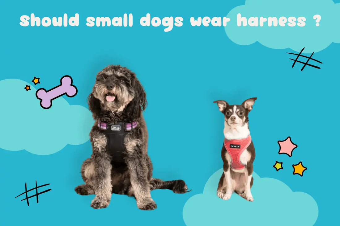 Should-Small-Dogs-Wear-Harnesses Tailsprouts