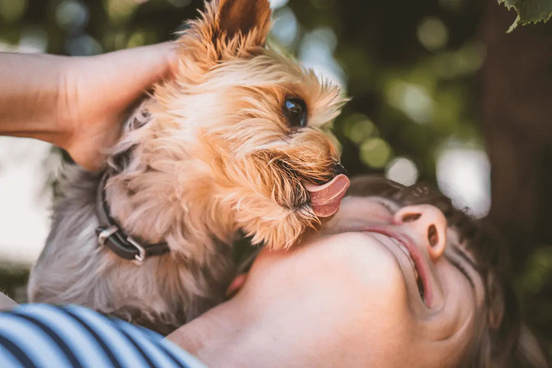 Teacup-Yorkie-Lifespan-How-Long-Do-Teacup-Yorkies-Live Tailsprouts