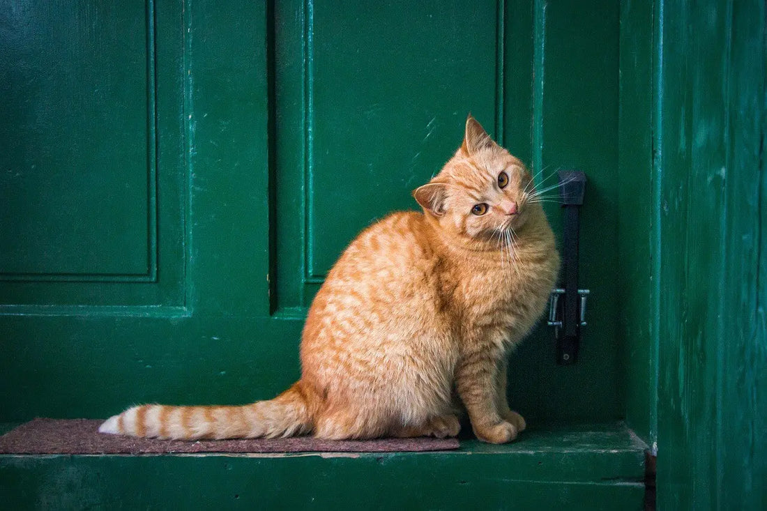 cat color personality