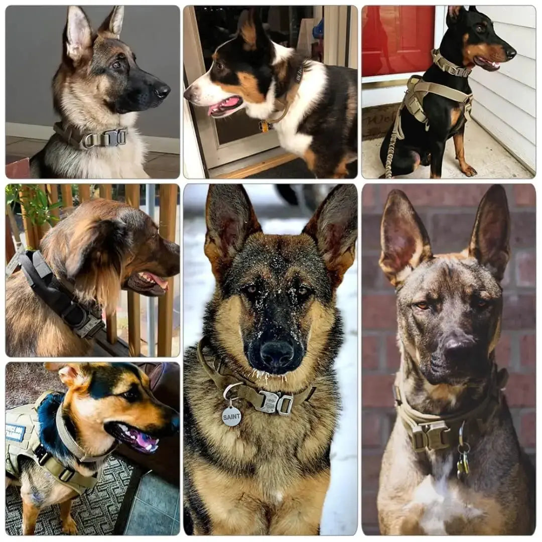Tactical Collar Tailsprouts