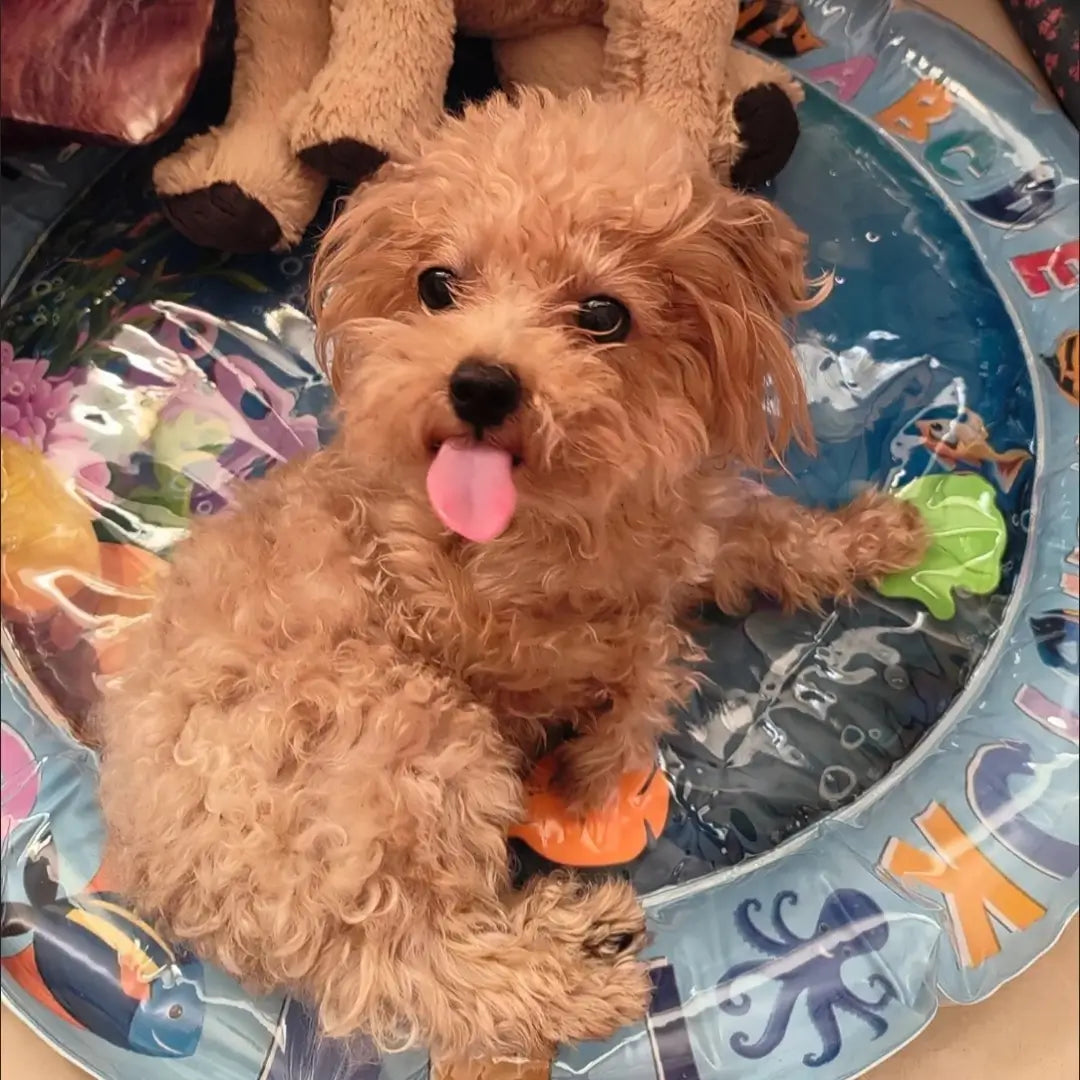 Paw Cooling Water Bed